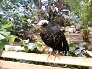 the female piping guan is happy to be inside for the winter